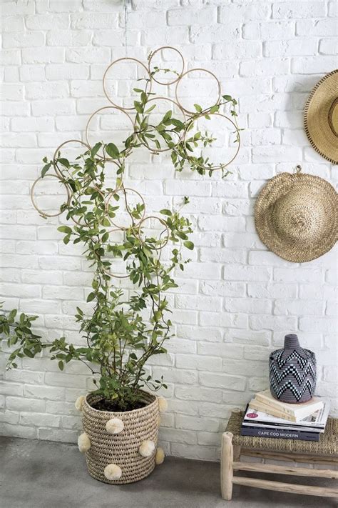 indoor plant trellis|indoor plant trellis house plants.